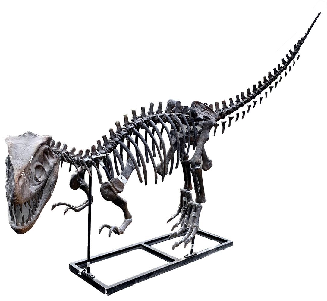 恐竜骨格ガソサウルス